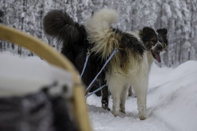Traîneau à chiens - Autour du lac Inari - Finlande