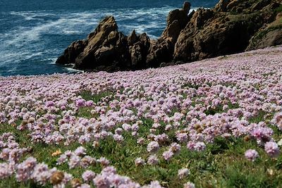 Ile de Houat - Bretagne - France