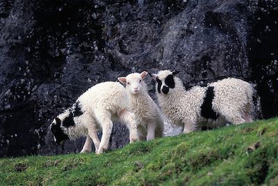 Moutons - Iles Féroé
