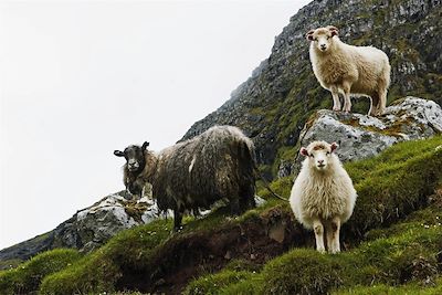 Moutons - Iles Féroé