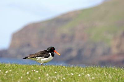 © Visit Faroe Islands - Iles Féroé Iles Féroé