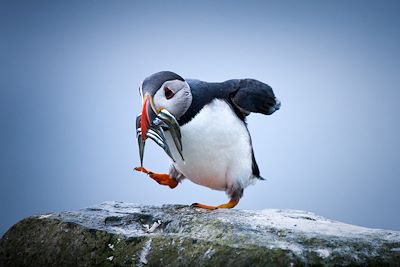 Iles Féroé