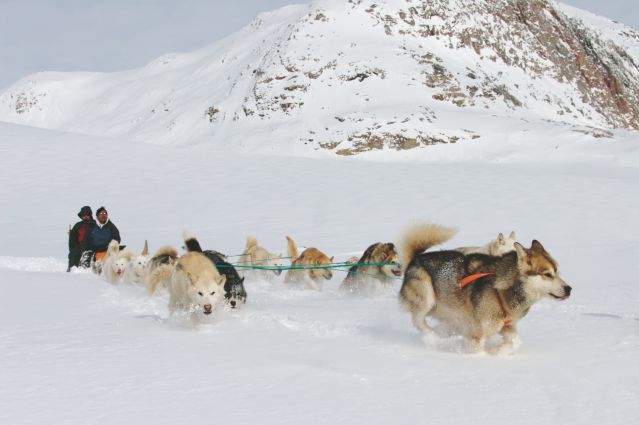 Voyage En traîneau à chiens avec les Inuit