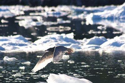 © Pauline Robert de Gesnais et Nolwenn Chauché - Oiseau au large de l'île d'Uummannaq - Groenland Oiseau au large de l'île d'Uummannaq - Groenland
