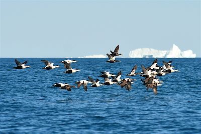 Vol d'oies - Groenland