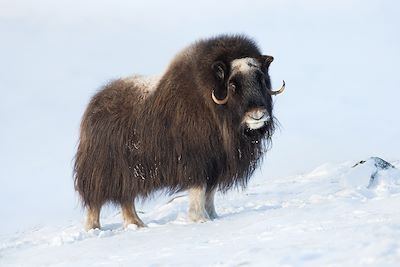 Boeuf musqué en hiver