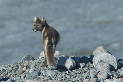 Renard des neiges - Groenland