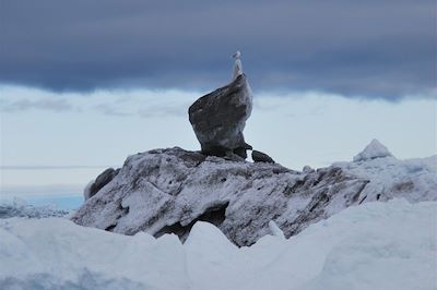 Icebergs de la Baie de Disko - Groenland