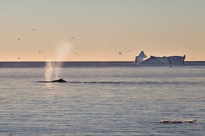 Baleine dans la baie de Disko - Groenland