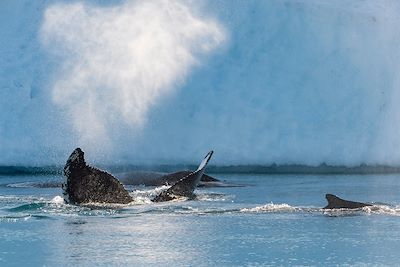© Laurence Fischer / Studio PONANT - Ilulissat - Baie de Disco - Groenland Ilulissat - Baie de Disco - Groenland