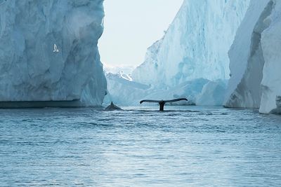 Observation des baleines sur la côte ouest - Groenland