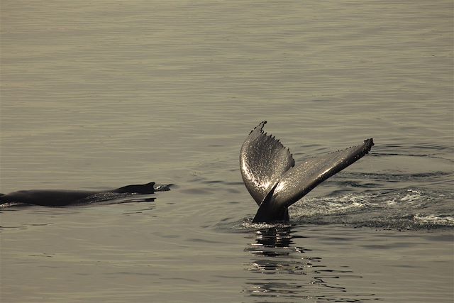 Voyage La baie de Disko en voilier