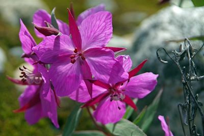 Flore du Groenland