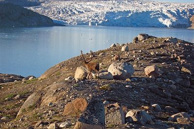 Caribou - Groenland
