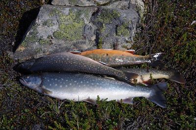 © Annick Terrier - Résultat de la pêche dans le Fjord Sermelik - Groenland Résultat de la pêche dans le Fjord Sermelik - Groenland