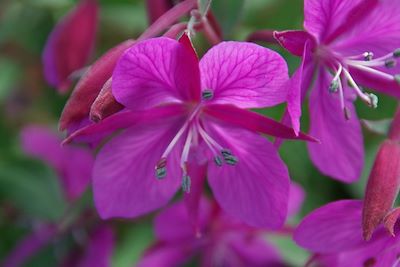 © Annick Terrier - Flore du Groenland Flore du Groenland