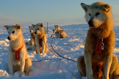 Voyage En traîneau à chiens avec les Inuit 3