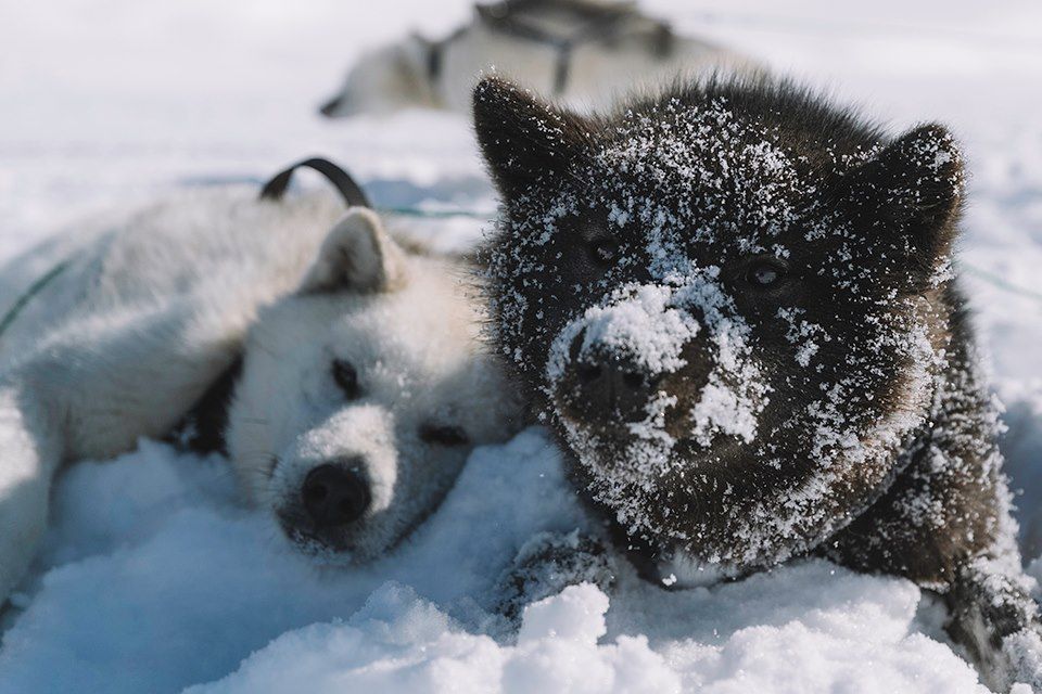 Voyage En traîneau à chiens avec les Inuit 3