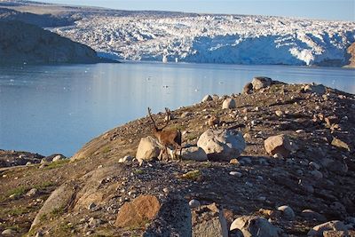 © Tasermiut - Caribou - Groenland Caribou - Groenland