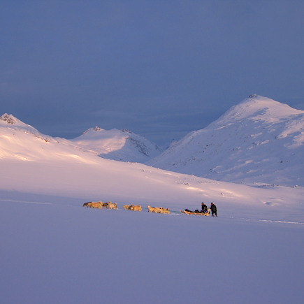 Traîneau à chiens Groenland