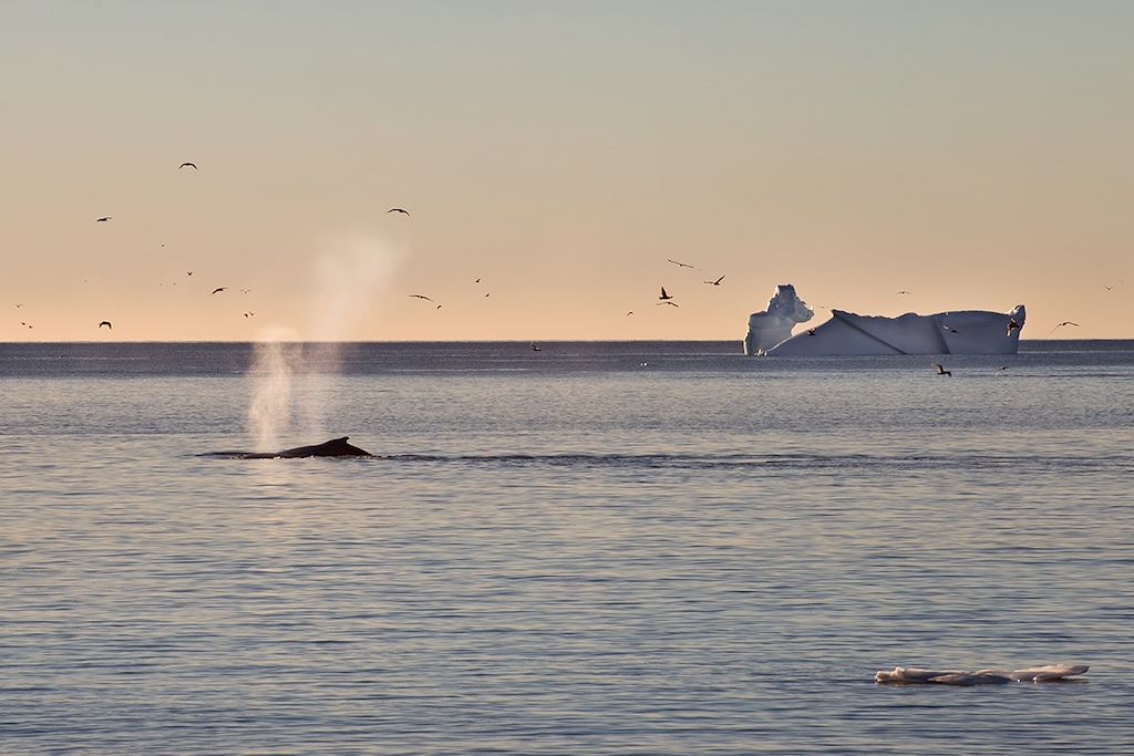 Image Uummannaq - Observation animalière - Iceberg - Isolée, glaciale & pittoresque