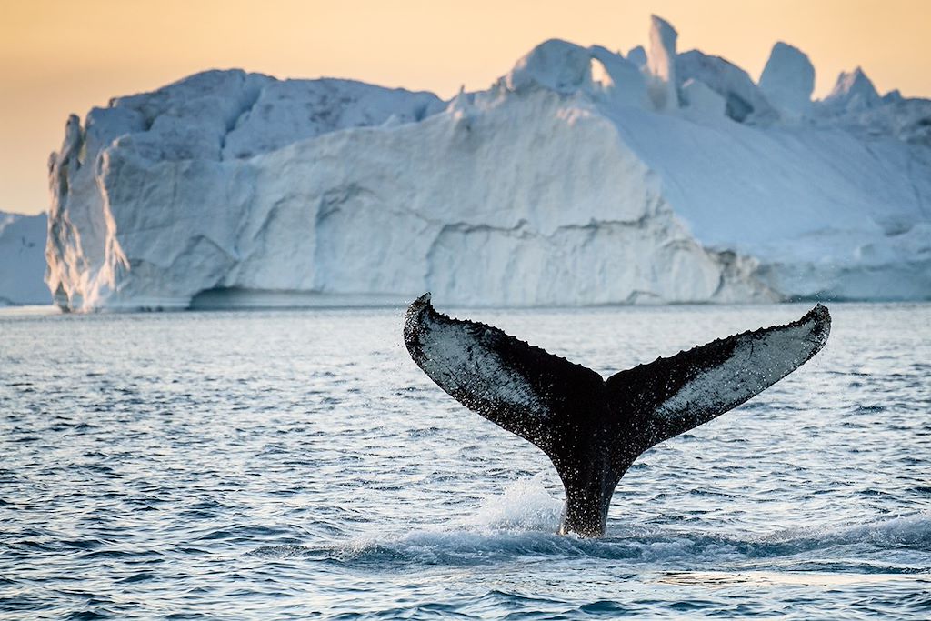 Image Uummannaq - Observation animalière - Iceberg - Isolée, glaciale & pittoresque