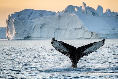 Baleine - Groenland