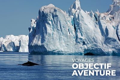 Baleine au milieu des icebergs - Ilulissat - Groenland