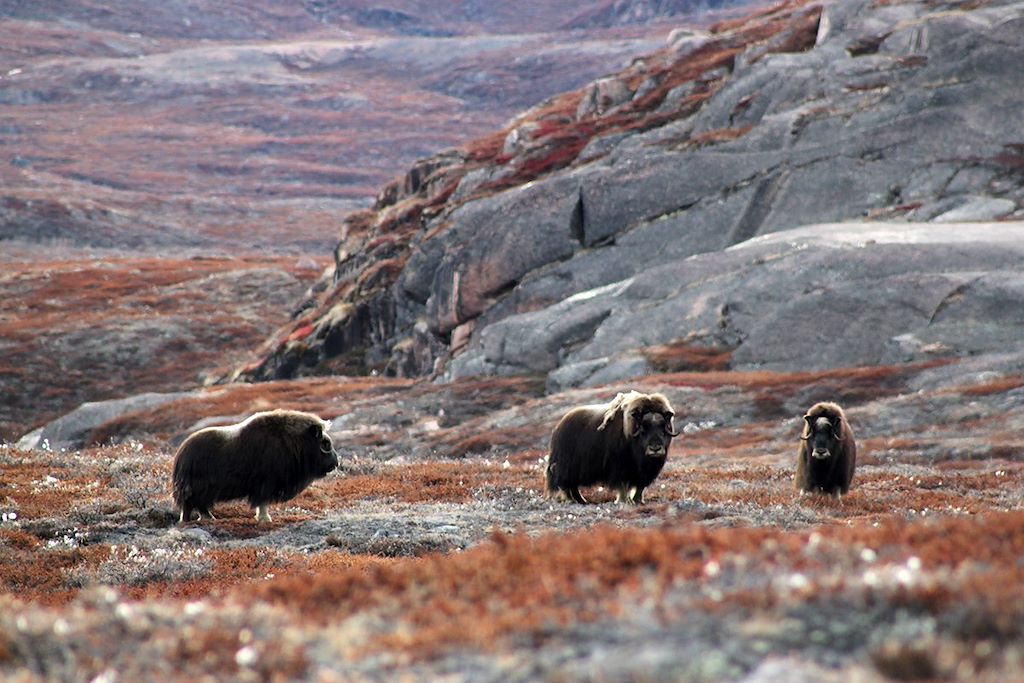 Image Croisière vieux gréement - Groenland - Terre de Milne - Sites historiques inuit