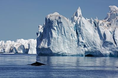 © Reinhard Pantke/VisitGreenland - Baleine au milieu des icebergs - Ilulissat - Groenland Baleine au milieu des icebergs - Ilulissat - Groenland