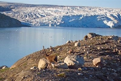 © Tasermiut - Caribou - Groenland Caribou - Groenland