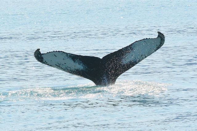 Voyage Baie de Disko : d'Ilulissat à l'île de Disko