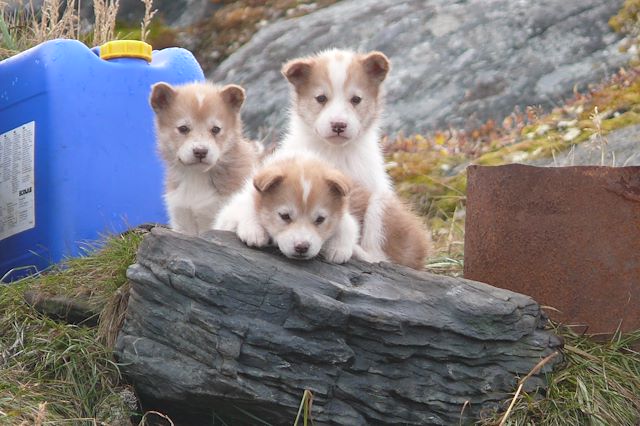 Voyage Groenland, au-delà des glaces