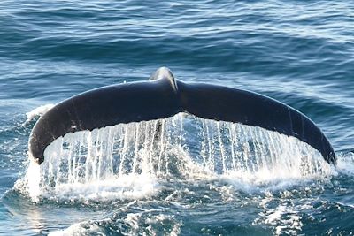 Côte Ouest - Groenland