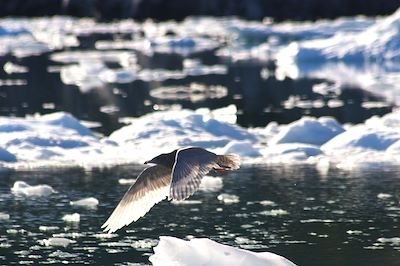 Oiseau au large de l'île d'Uummannaq - Groenland
