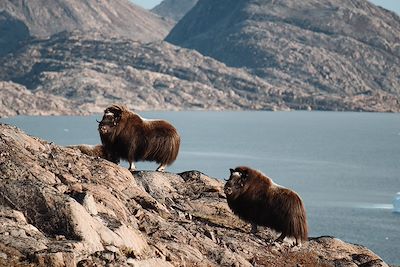 Bjorne Islands - Scoresby Sund - Groenland