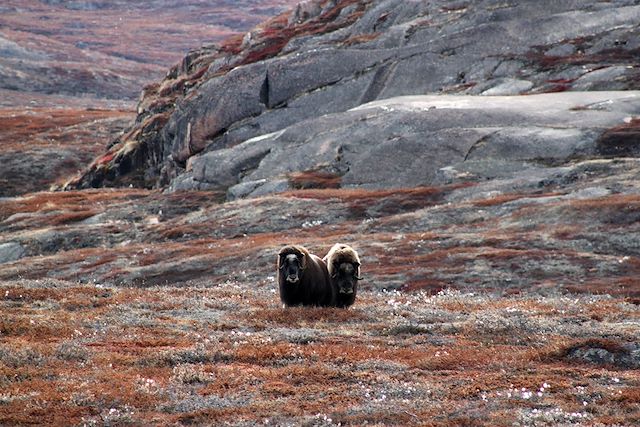 Voyage Expédition dans le Scoresby Sund