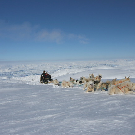 Traîneau à chiens Groenland