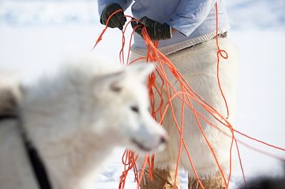 Musher inuit au Groenland