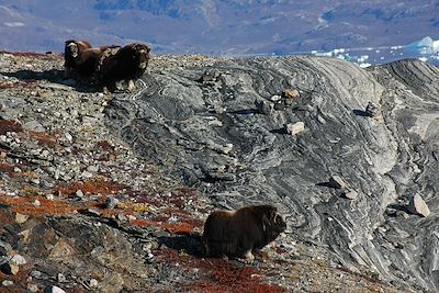 Côte Est - Scoresby Sund - Groenland