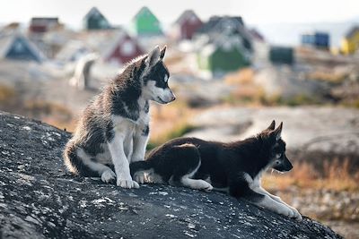 Chiens - Groenland