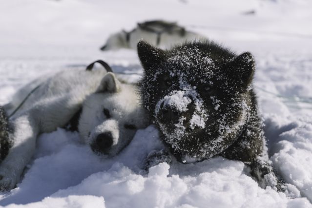 Voyage En traîneau à chiens avec les Inuit 1