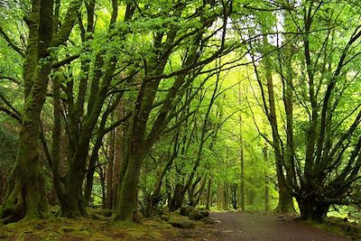 Voyage Kerry : le royaume irlandais 1