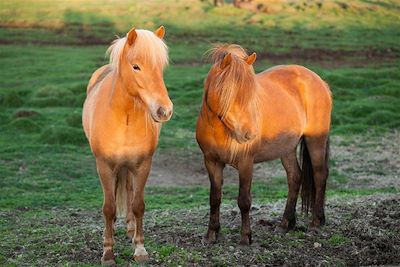 Chevaux islandais sous le soleil de minuit - Islande