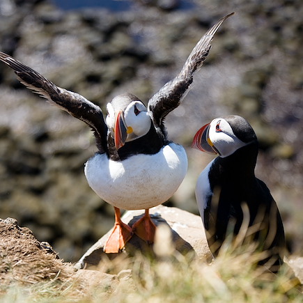 Autotour Islande