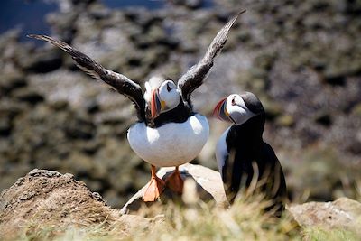 Voyage Volcans, glaciers et déserts d'Islande 3