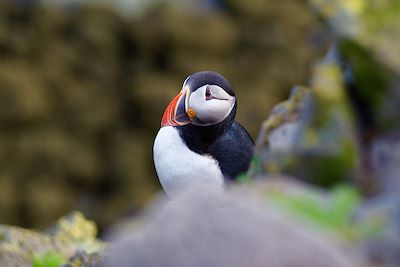 Macareux – Islande 