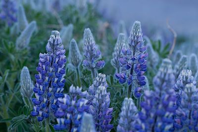 © Quentin Gaudillière - Lupins en Islande - Islande Lupins en Islande - Islande