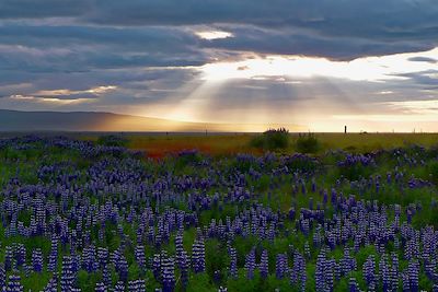 © Antonin Bergerat - Lupins – Islande Lupins – Islande
