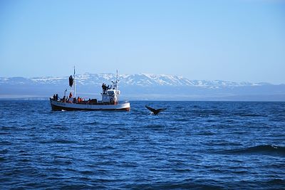 © Clemence Carcanague - Sortie baleine près d'Husavik - Islande Sortie baleine près d'Husavik - Islande